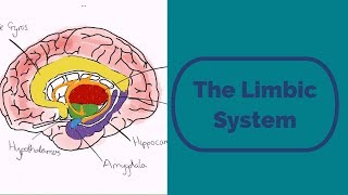 The Limbic System [upl. by Deni]