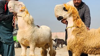 Bakra Mandi ki video چشمے والا جانور Mandi Gir Gayi Hai 😥 Bakra Mandi Pakistan 2023 [upl. by Batsheva174]