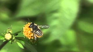 Leafcutter Bee Megachile  Blattschneiderbiene [upl. by Hsirrap]