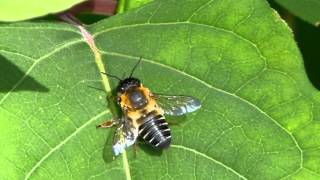 Megachile Leafcutter Bee スミスハキリバチの日光浴 [upl. by Asserrac499]