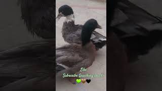 Ducks Quacking Quack💫💢💞 duck youtubeshorts birds [upl. by Marji591]