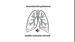 Ruidos respiratorios  Murmullo vesicular [upl. by Agnimod]