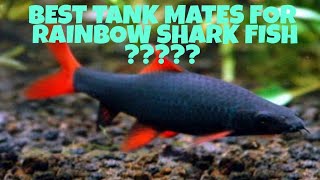 Best Suitable Tank Mates For Rainbow Shark Fish [upl. by Ellenet530]