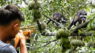 BEBRURU😲MUSANG BESAR amp TUPAI LIAR YANG BUAT WARGA KEWALAHAN DI MUSIM BUAH DURIAN [upl. by Biel]