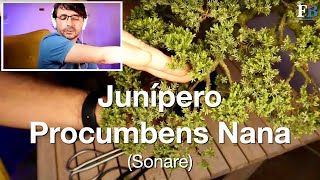 Junípero Procumbens Nana [upl. by Kiernan]