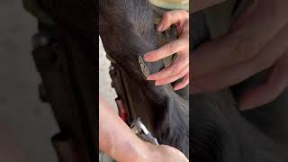 Chestnut trimming asmr horse farrier equestrian foryou horsecare [upl. by Fransis]