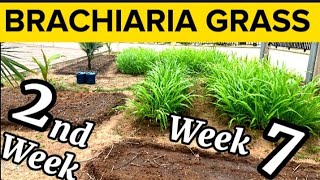 Week 7 amp Week 2 How To Grow Brachiaria Grass  Mulato Grass The Wonder Grass For Livestock 🐄 🐇🐐🐑 🐖 [upl. by Linoel]