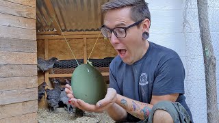 How to Breed Your Own OLIVE EGGERS Getting Olive Eggs from Backyard Chickens [upl. by Eihtur]