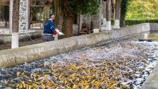 A Cosy Fish Farm For Breeding The Trout Here They Milk Caviar Directly From Live Fish [upl. by Meaghan18]