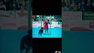 khôn như chó dogs pets funny animals cute trending douyin [upl. by Hayikat710]