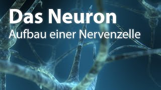 Das Neuron  Aufbau einer Nervenzelle [upl. by Einnij]