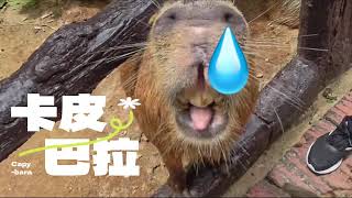 怡保迷失樂園超可愛卡皮巴拉水豚和兔豚鼠 Capybara and Patagonian Mara at Lost World of Tambun Ipoh Malaysia 🇲🇾 [upl. by Aenotna255]