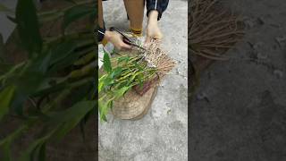 Very amazing tips grafting dendrobium nobile plant short plant orchid [upl. by Smitty]