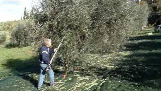 Harvest olive oil tree Tuscany [upl. by Verna155]