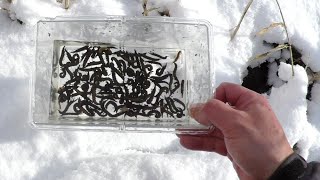 【昆虫食】雪の中でざざむし獲って作る黒いチャーハンがめちゃくちゃ美味かった件 [upl. by Nnaeirelav]