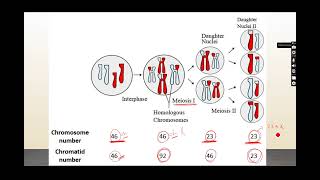 General Embryology Gametogenesis [upl. by Ained]