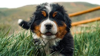 Meet our 8 Adorable Bernese Mountain Dog Puppies 7 weeks old [upl. by Teodoro340]