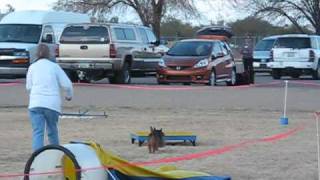 Australian Terrier at AKC agility trial [upl. by Anilrahc129]