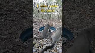 Veja que legal animais passaros nordeste caatinga brasil natureza alagoas brasilAnimais [upl. by Crompton]