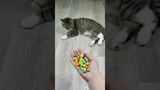 Funny Cats Barsik and Vasj ❤🔴 Marbles Reverse Video [upl. by Tome]