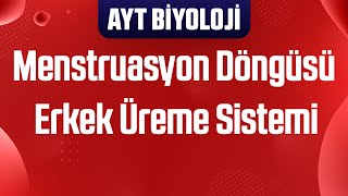 30 Menstruasyon Döngüsü  Erkek Üreme Sistemi [upl. by Aloysius]