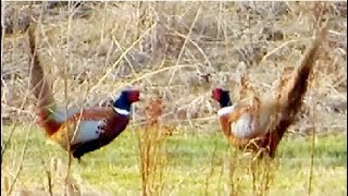 Pheasant vs Pheasant Common pheasant fight [upl. by Upton696]