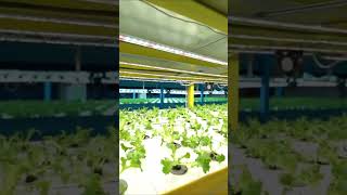 LED Grow Lights The LongTerm Winners for Hydroponics [upl. by Yancy]