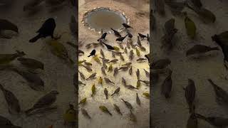 They are small passerine birds which belong to the familythey Old world sparrow viralshortvideo [upl. by Ardnas364]