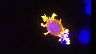 Killer T cell attacking cancer [upl. by Beberg]