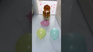 See how fast my dog burst water balloons  Dog Vs Balloons [upl. by Aneleh587]