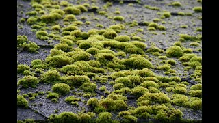 Managing Moss on Your Roof Without Toxic Chemicals [upl. by Ahgiela]