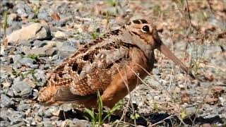 American Woodcock doing his smooth mating dance for females [upl. by Phillada]