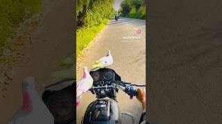 Pigeon flying with bike status 😎👽 kabutar pigeonattitude bird pigeon kabutarlove [upl. by Nagud587]