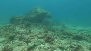 PALAU BLUE CORNER  Sharks Calling [upl. by Nylkaj]