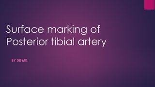 posterior tibial artery surface marking surface marking of posterior tibial artery [upl. by Mcdonald]