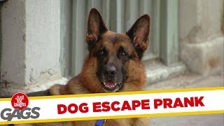 Dog Escape Prank [upl. by Lewert94]