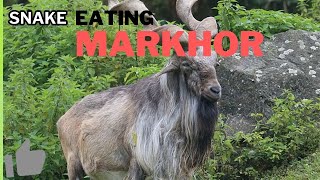 Markhor Eating Snake [upl. by Nywg728]