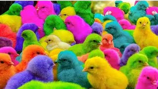 Wadidau   Proses tangkap ayam warna Warni Funny Animals video 2024 [upl. by Linnie]