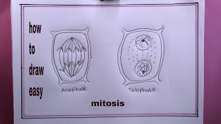 how to draw mitosisanaphase drawing [upl. by Eilah89]