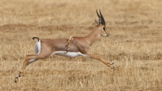 צבי ישראלי עם שש רגליים A six legged Mountain gazelle [upl. by Woodring]