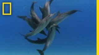 Bottlenose Dolphin Gang Rumble  National Geographic [upl. by Dianuj]