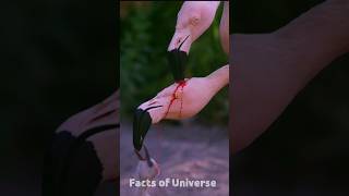 Why does the flamingo bird feed red milk to its baby flamingobird [upl. by Fulvia]