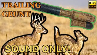 Sound Only Young Buck Trailing Grunt Call Play While Hunting Flextone “The Extractor” Deer Call [upl. by Alissa366]