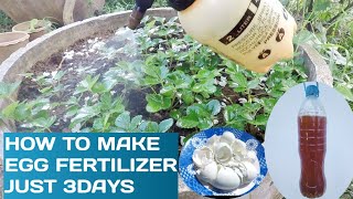 How to Make Eggshell Fertilizer Fast ampEasy [upl. by Domingo344]