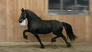 Stunning Friesian mare with very strong hind leg [upl. by Hattie]