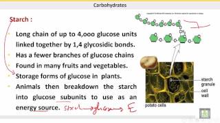 علم الحيوان Zoology  الوحدة 1  Polysaccharides [upl. by Onaimad316]