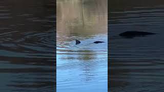 River Otters at Pandapas Pond Blacksburg shorts [upl. by Fortuna302]