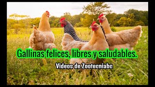 ✅Como criar Gallinas felices huevo orgánico libres y saludab  Galpón móvil en gallinas ponedoras [upl. by Chin]