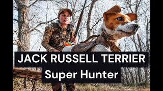 Uncovering the Mysteries of the Jack Russell Terrier The Untapped Hunting Legend [upl. by Hada]