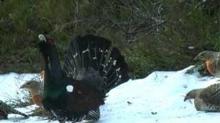 Capercaillie display in Froland Norway april 2009 [upl. by Tamer707]